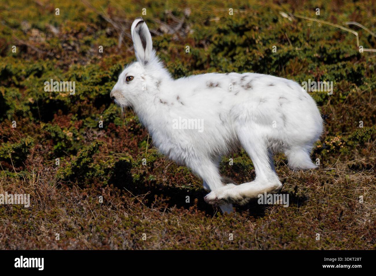Berghase (Lepus timidus), Seitenansicht eines laufenden Erwachsenen, Finnmark, Norwegen Stockfoto
