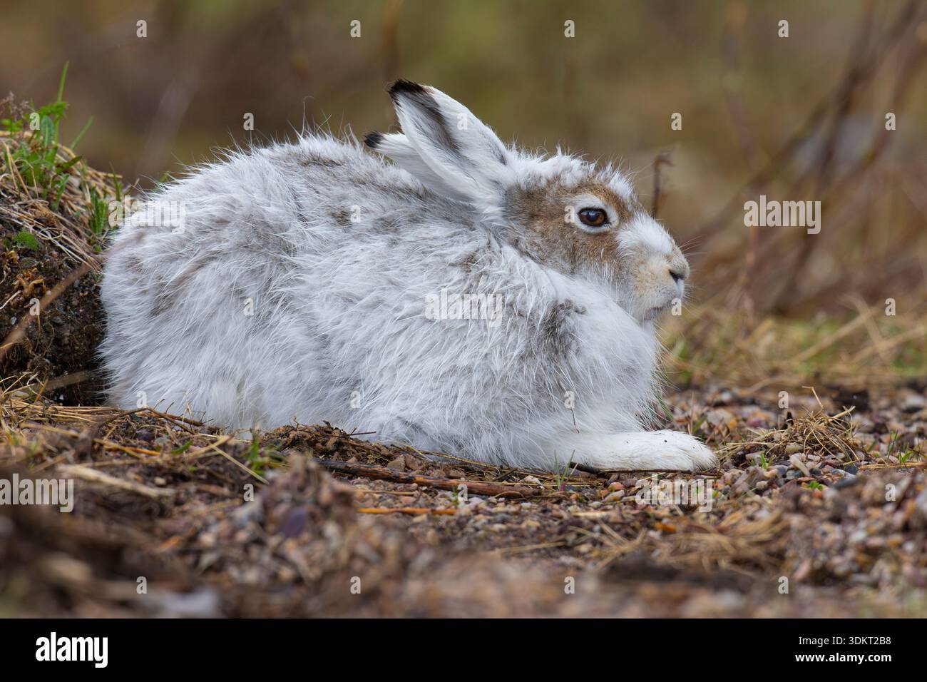 Berghase (Lepus timidus), Erwachsener, der auf dem Boden ruht, Finnmark, Norwegen Stockfoto