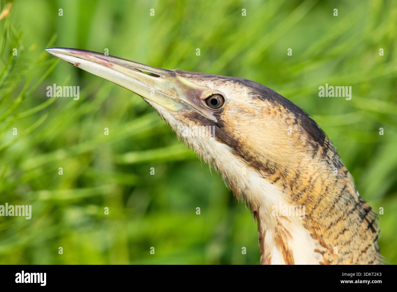 Eurasische Bittern (Botaurus stellaris), Nahaufnahme des Kopfes, Kampanien, Italien Stockfoto