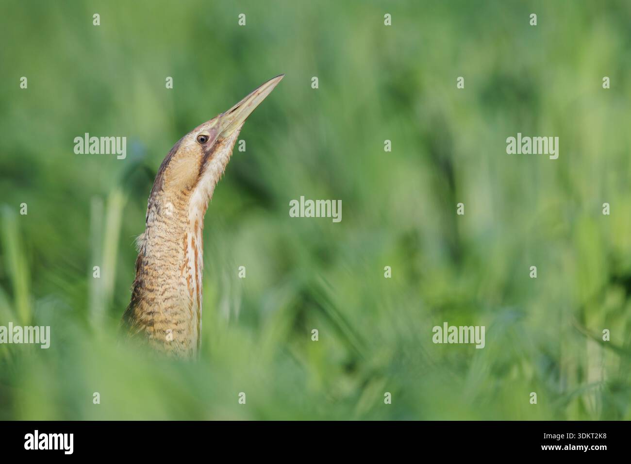 Eurasische Bittern (Botaurus stellaris), Nahaufnahme des Kopfes, Kampanien, Italien Stockfoto