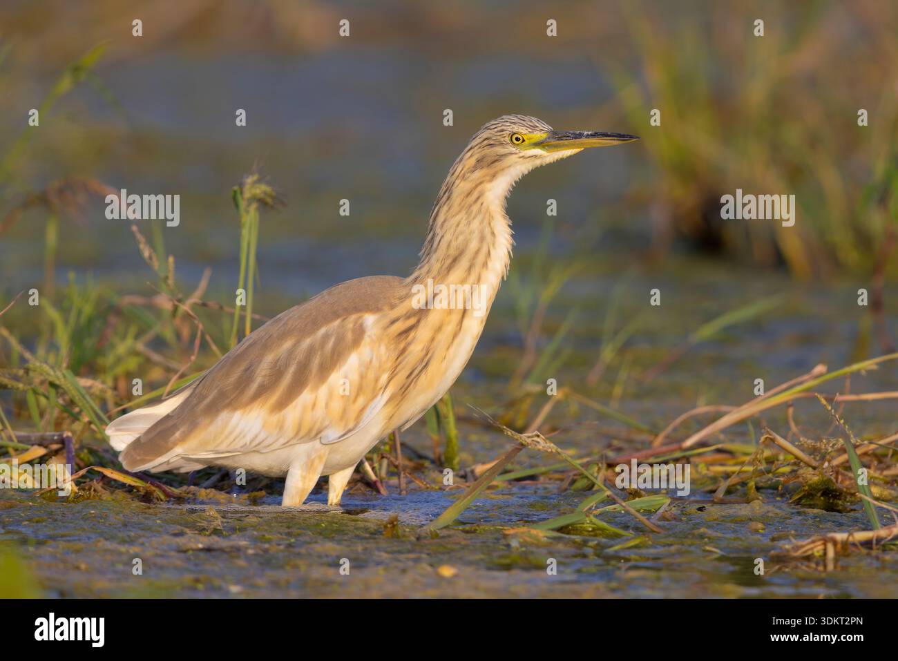 Squacco Reiher (Ardeola ralloides), Seitenansicht eines im Wasser stehenden Jugendlichen, Kampanien, Italien Stockfoto