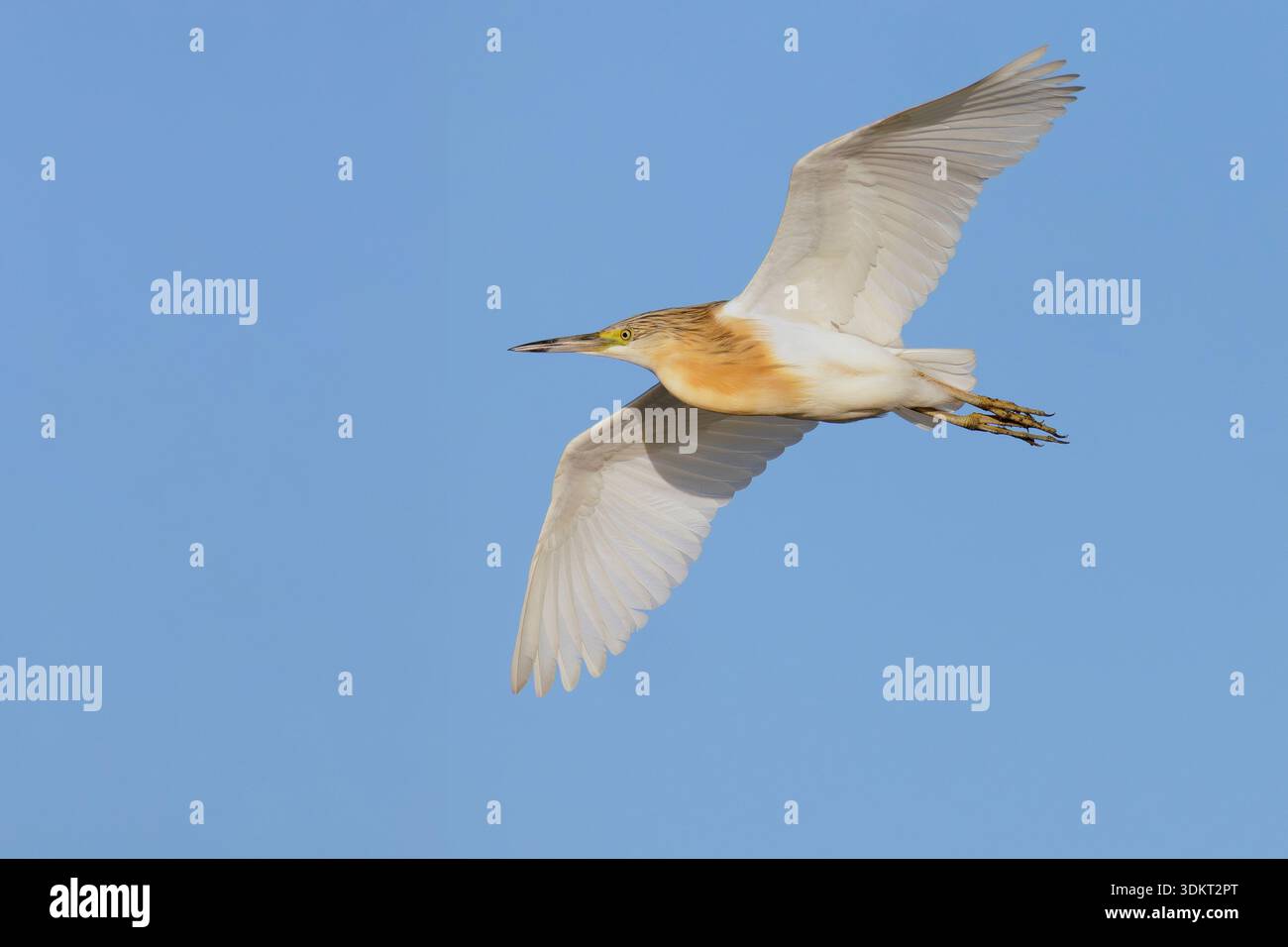 Squacco Reiher (Ardeola ralloides), Seitenansicht eines Erwachsenen im Flug, Kampanien, Italien Stockfoto