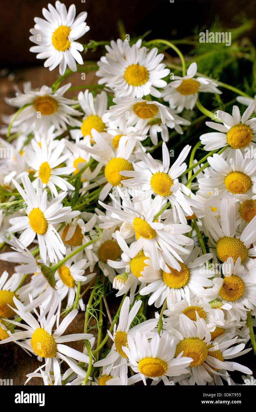 Frische weiße Gänseblümchen mit leuchtend gelben Mittelpunkten gesammelte natürliche Büschel grüne Stiele im Garten im Frühling Sommer blüht Stockfoto