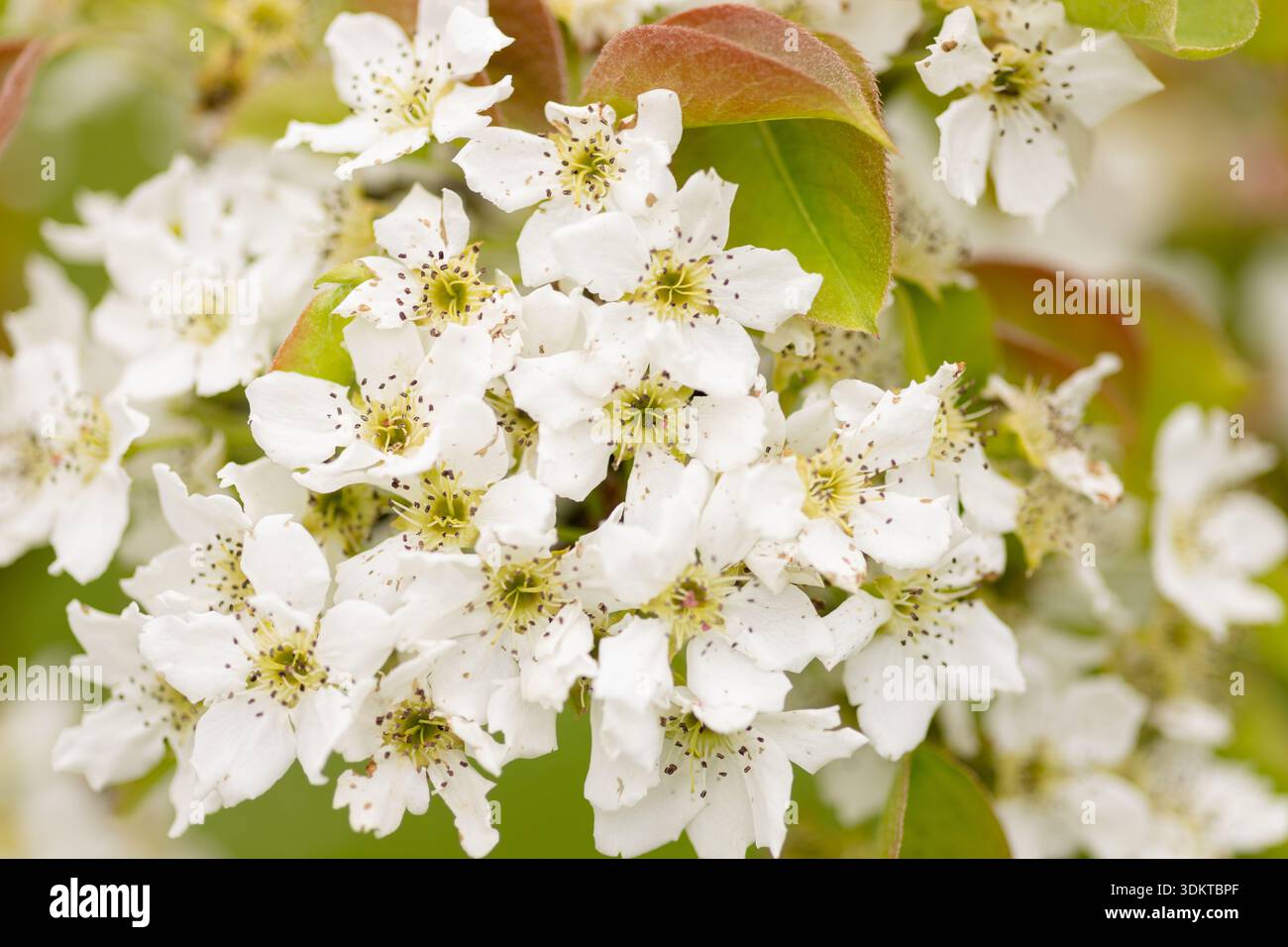 Baumzweig mit blühenden Blumen, Nahaufnahme. Hochwertige Fotos Stockfoto