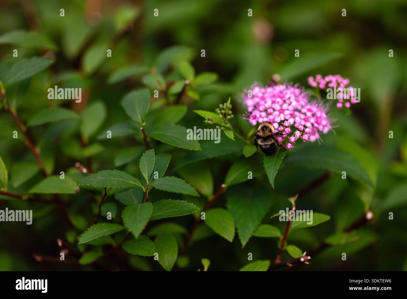 Nahaufnahme einer Hummel auf rosa japanischer Spirea mit Kopierraum Stockfoto
