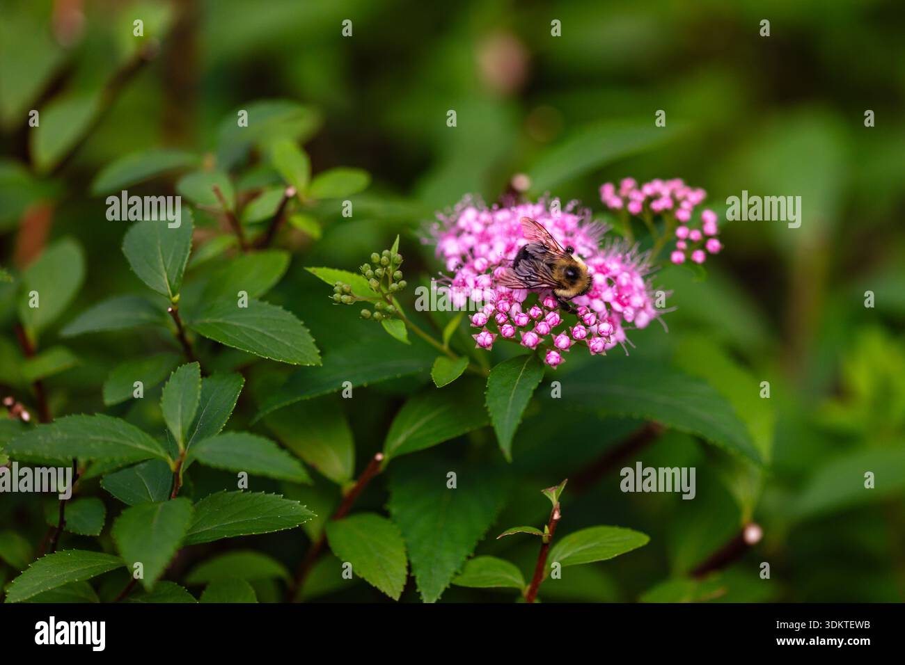 Nahaufnahme einer Hummel auf rosa japanischer Spirea mit Kopierraum Stockfoto