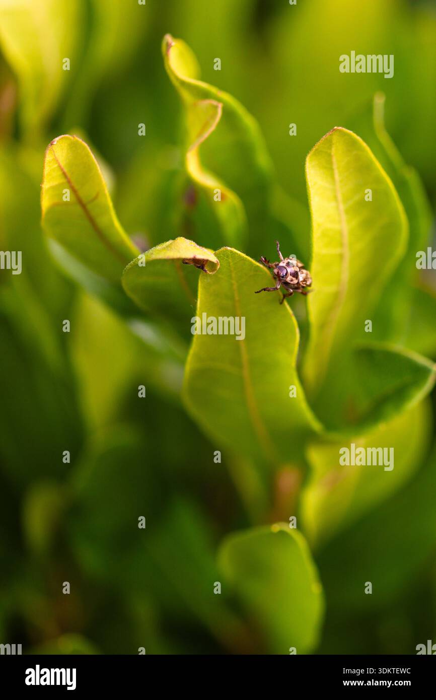 Nahaufnahme eines orientalischen Käfers auf der lebhaften Northern Bayberry Stockfoto