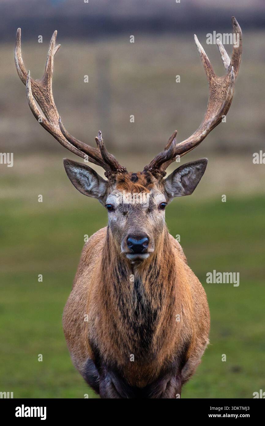 Im Vordergrund steht ein Hirsch mit sattem braunem Fell und komplizierten, asymmetrischen Geweihen. Der verschwommene Hintergrund des offenen Feldes hebt den Profi des Tieres hervor Stockfoto