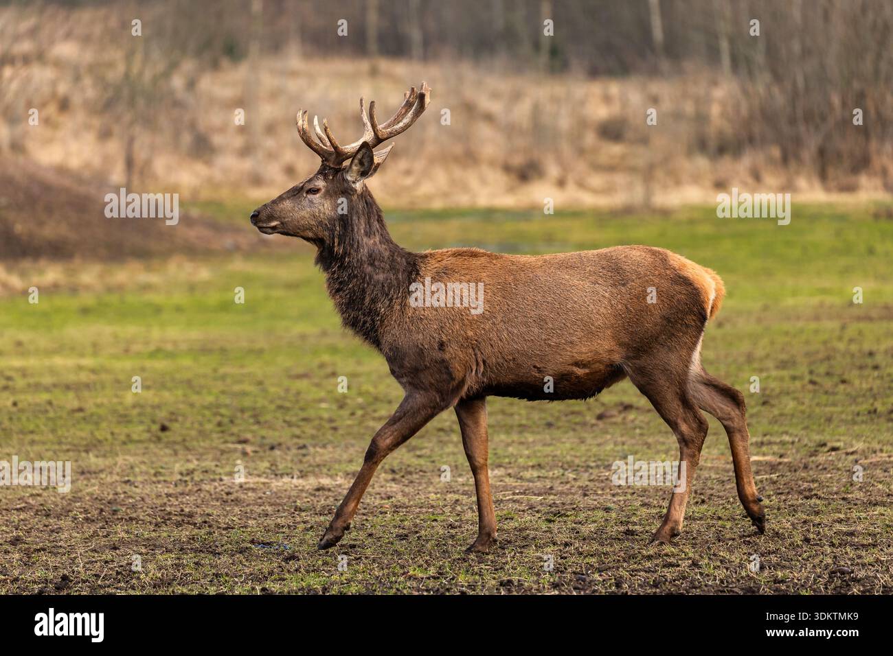 Ein Hirsch mit großem Geweih bewegt sich durch ein schlammiges Feld, das von trockenem Gras und kargen Bäumen umgeben ist und eine natürliche Umgebung im Spätherbst oder frühen Sp darstellt Stockfoto
