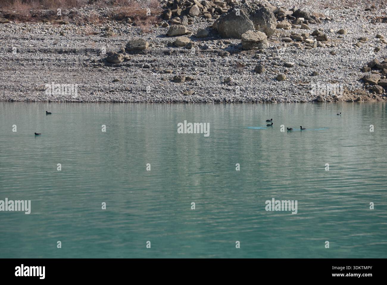 Eurasische Köche schwimmen im ruhigen türkisfarbenen Wasser: Drei Fulica ATRA Vögel gleiten in einer ruhigen natürlichen Umgebung in der Nähe eines weißen Kieselsteins Stockfoto