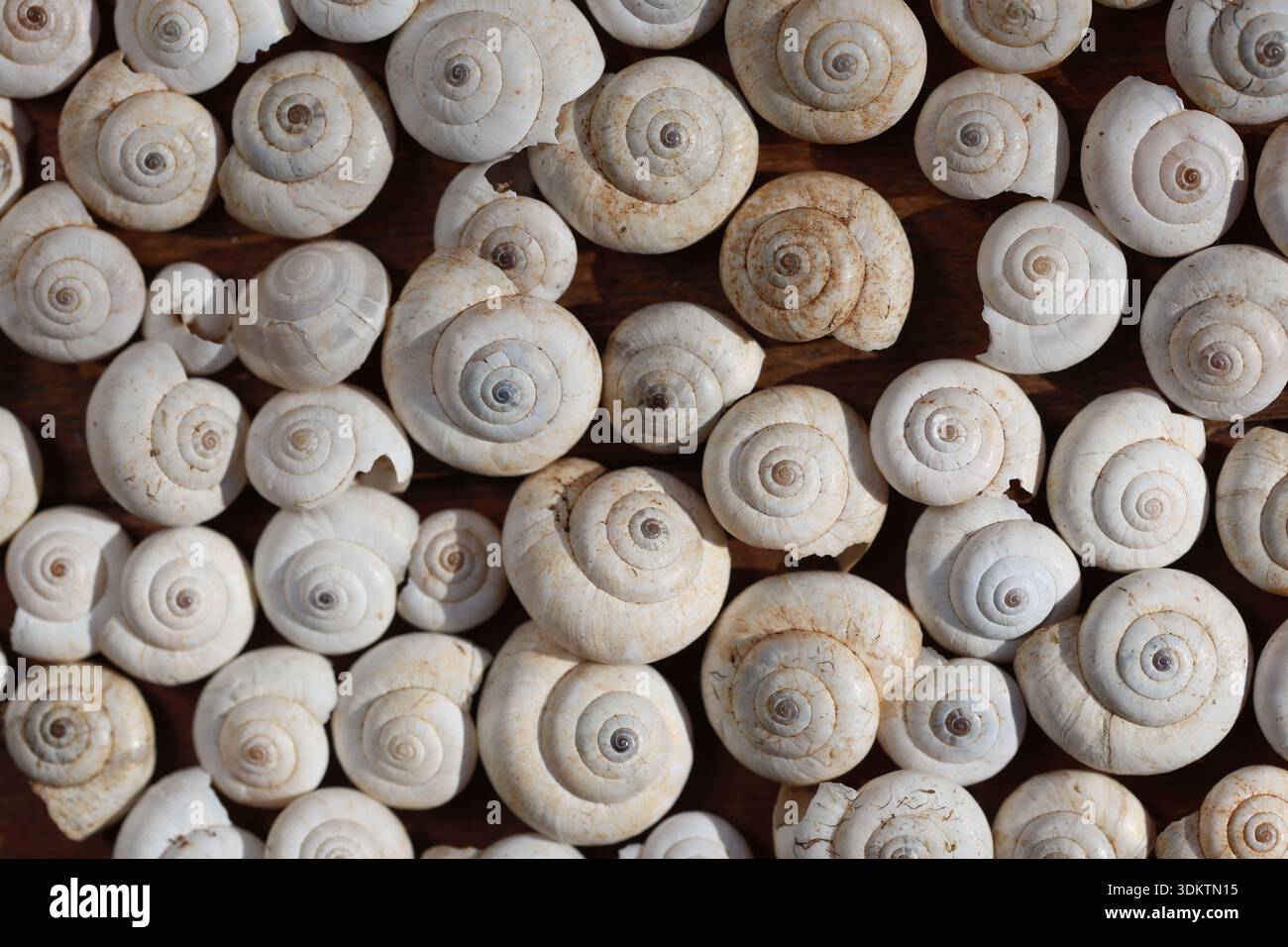 Viele kleine weiße Spiralschnecken Muster: Nahaufnahme des Hintergrunds der leeren Schneckenschnecken, die Natur- und Küstenelemente darstellen Stockfoto