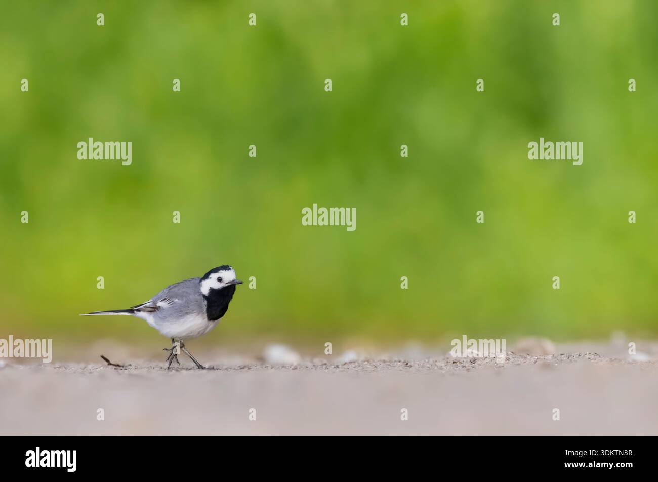 Weißer Wagtail Vogel, der auf trockenem Boden mit einem weichen grünen Bokeh Hintergrund läuft Stockfoto