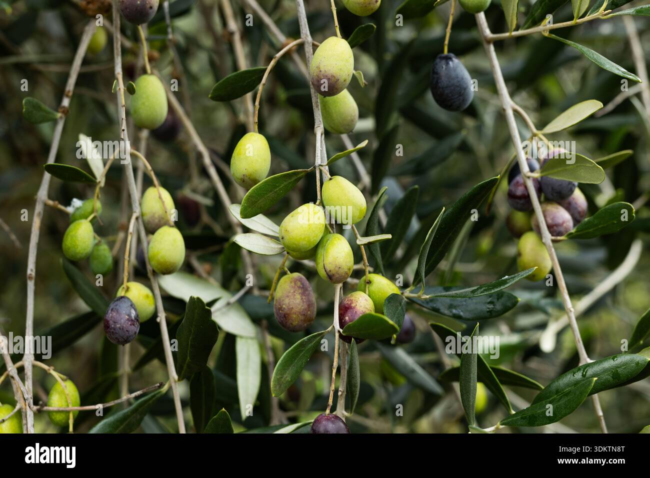 Reife Oliven auf Zweigen, Sorte leccino, botanisches Detail vor der Ernte,  kologischer Landbau. salbeigrn, dunkelviolett, schwarz Stockfotografie -  Alamy