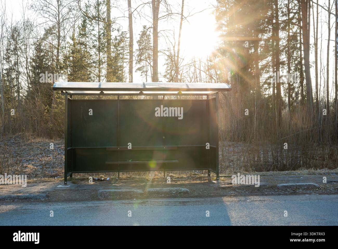 Eine dunkelgrüne Bushaltestelle aus Metall mit durchsichtigem Dach steht an einer ruhigen Straße, umgeben von hohen, blattlosen Bäumen und spärlichem Unterholz im Sonnenlicht. Stockfoto