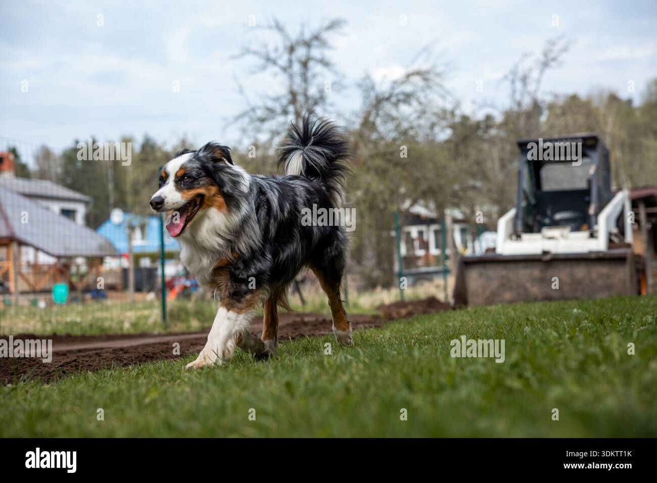Ein australischer Schäferhund mit buntem Fell geht mit der Zunge auf Gras. Kleine Häuser, ein Kompaktlader und blattlose Bäume sind Visi Stockfoto