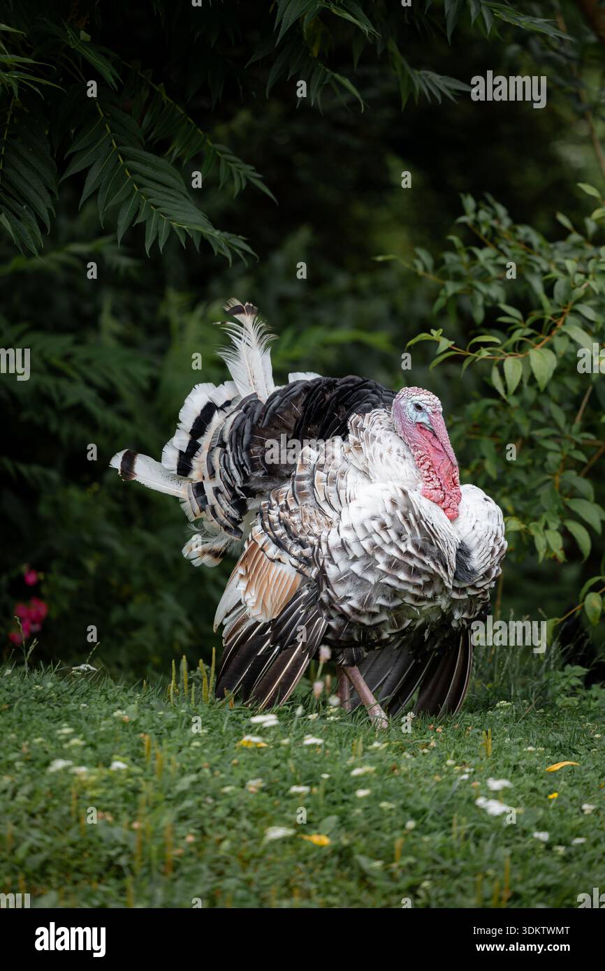 Ein großer truthahn mit detaillierten Federmustern steht auf Gras mit kleinen Blumen, umgeben von grünen Pflanzen und Bäumen in einer natürlichen Umgebung. Stockfoto