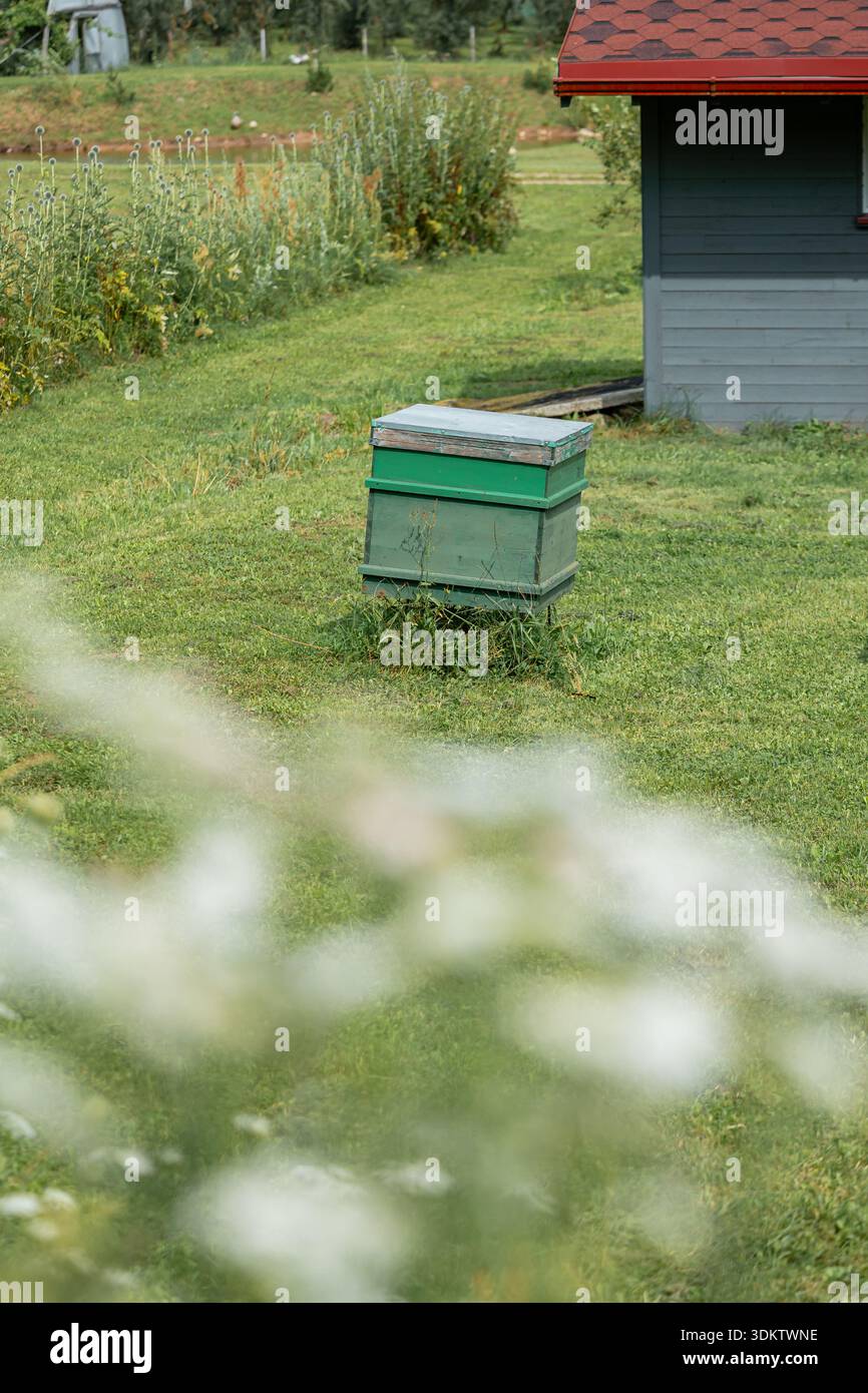 Auf einem grasbewachsenen Feld befindet sich ein grüner Bienenstockkasten mit verschwommenen weißen Blüten im Vordergrund und einer rot überdachten grauen Struktur, die teilweise nach rechts sichtbar ist Stockfoto