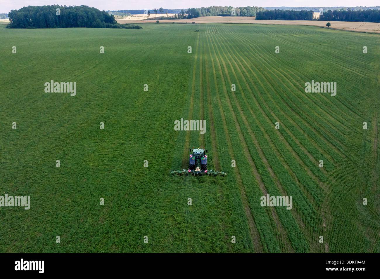 Aus der Vogelperspektive eines einsamen Traktors, der Heu in gleichmäßige Schwaden auf europäischem Ackerland schneidet, umgeben von kompakten Waldbeständen unter diffusem Tageslicht, betont zi Stockfoto