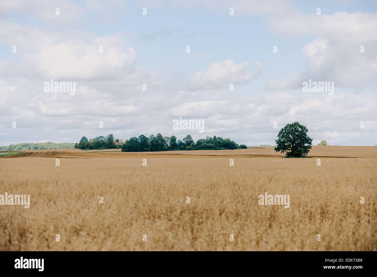 Ein riesiges goldenes Feld dominiert den Vordergrund mit einem einzigen Baum auf der rechten Seite. Eine dunkelgrüne Baumgruppe steht im Kontrast zu verstreuten Wolken darüber. Stockfoto