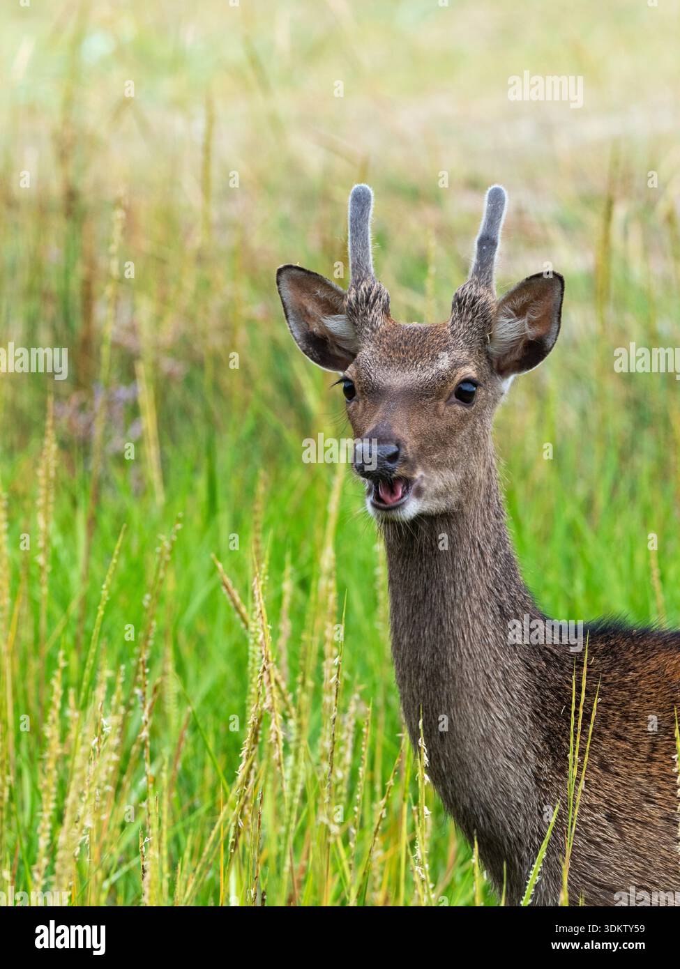 Sika Hirsch Cervus nippon Junghirsch zwischen Küstengräsern, Shipstal Point, Arne RSPB Reserve, Isle of Purbeck, Dorset, England, Großbritannien, August 2021 Stockfoto
