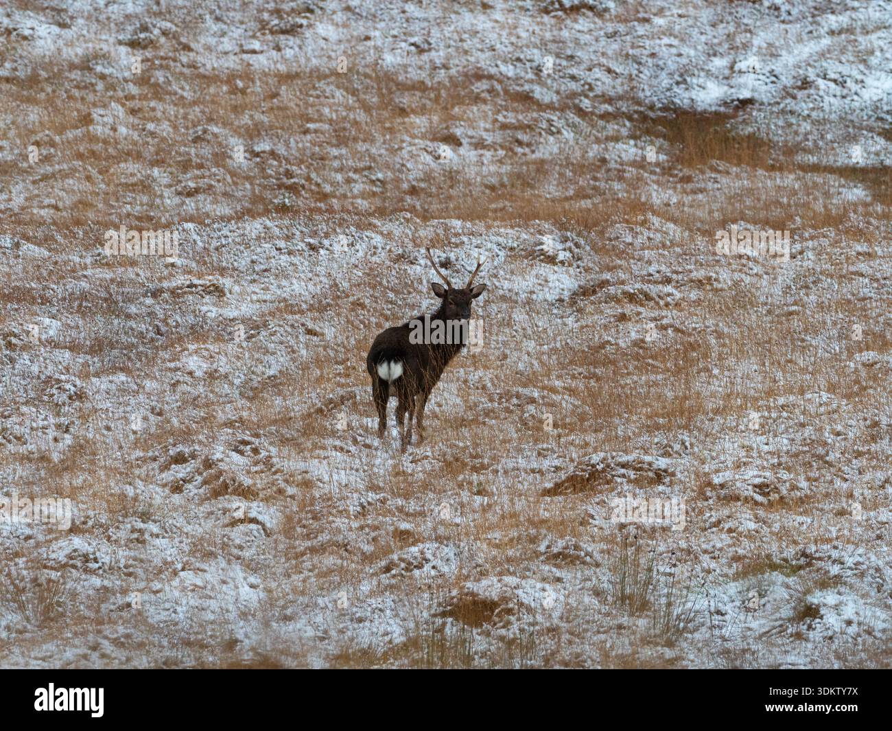 Sika Hirsch Cervus nippon Hirsch auf verschneiten Mooren, Spey Valley, Baddenoch, Highland, Schottland, Großbritannien, November 2021 Stockfoto