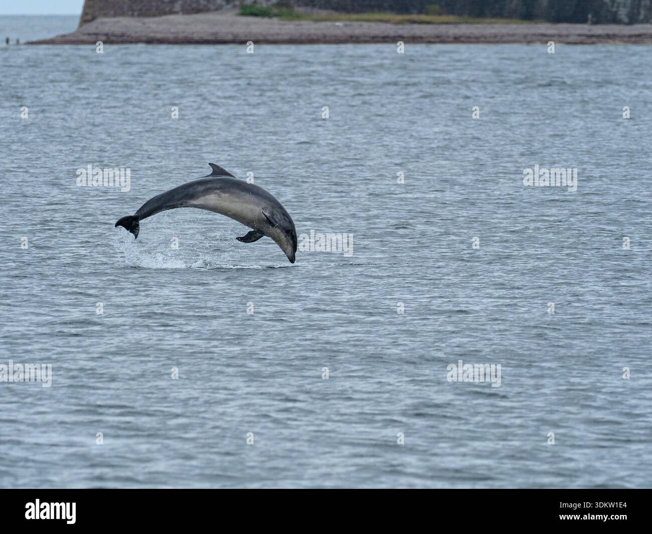 Flaschenkennasendelfin Tursiops truncatus springt vor Channonry Point, Moray Firth, Black Isle, Schottland, Vereinigtes Königreich, Juni 2023 Stockfoto