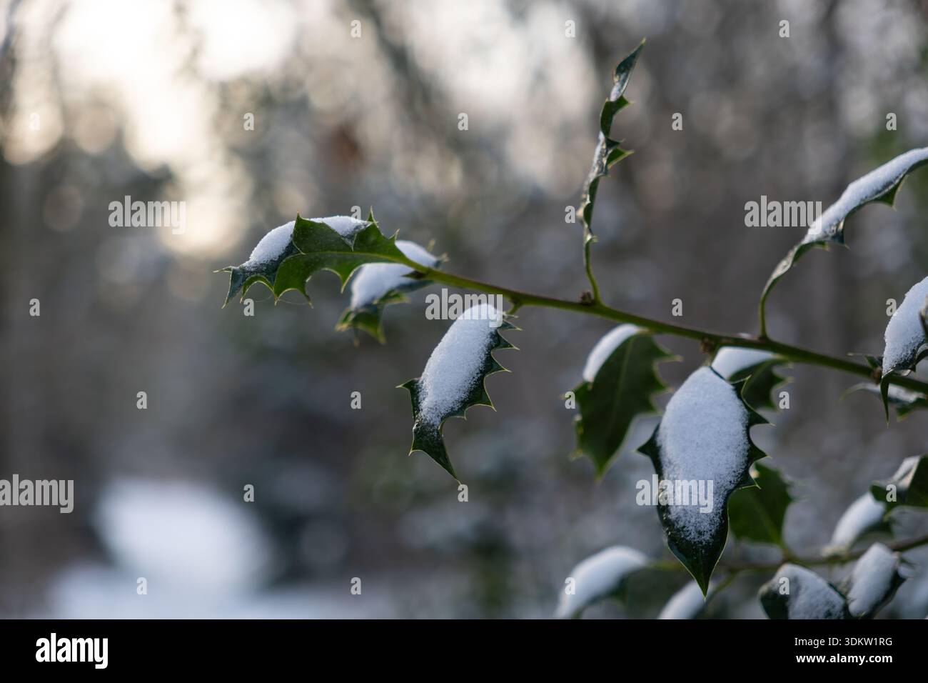 Schneebedeckte stechpalmenblätter mit weichem Hintergrund im Winterwald Stockfoto