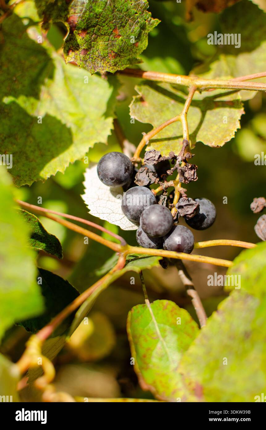 Reife Trauben in Vineyard: A Harvest of Nature's Bounty and Sweetness Stockfoto