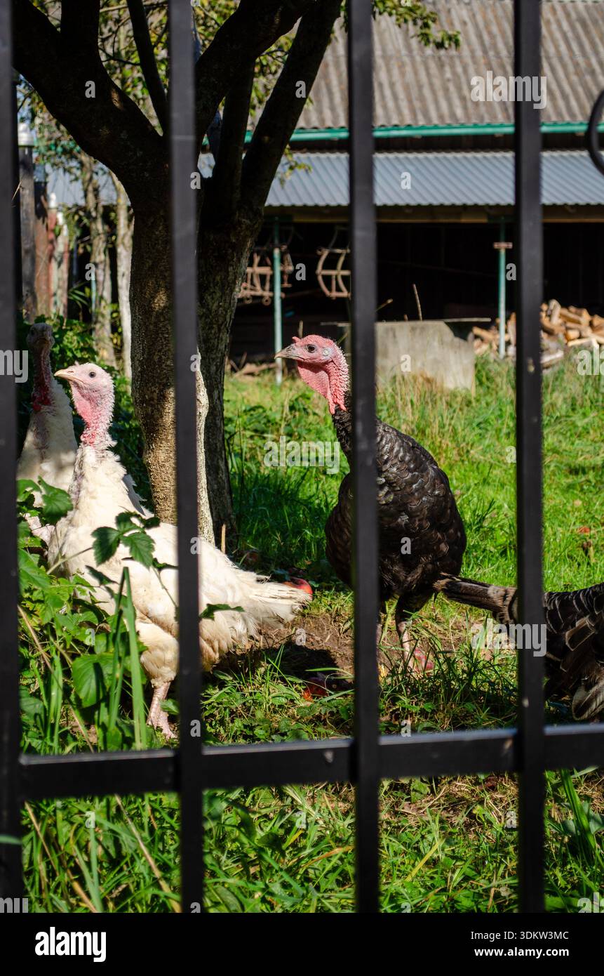 Truthühner hinter Metallriegeln in einer Farm an einem sonnigen Tag, ländliche Umgebung Stockfoto