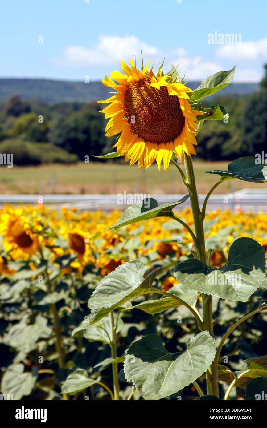 Nahaufnahme einer leuchtenden gelben Sonnenblume mit einem weichen, verschwommenen Sonnenblumenfeld und blauem Himmel im Hintergrund an einem sonnigen Tag. Stockfoto