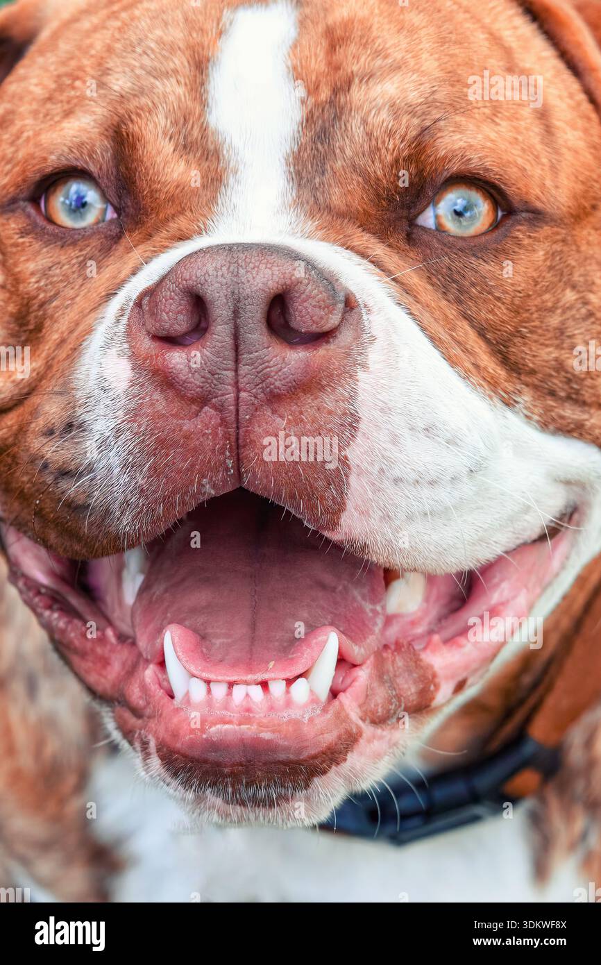 Nahaufnahme-Porträt einer glücklichen braunen Bulldogge mit Zähnen und Nase Stockfoto