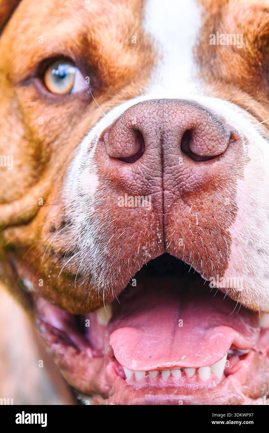 Nahaufnahme-Porträt einer glücklichen braunen Bulldogge mit Zähnen und Nase Stockfoto