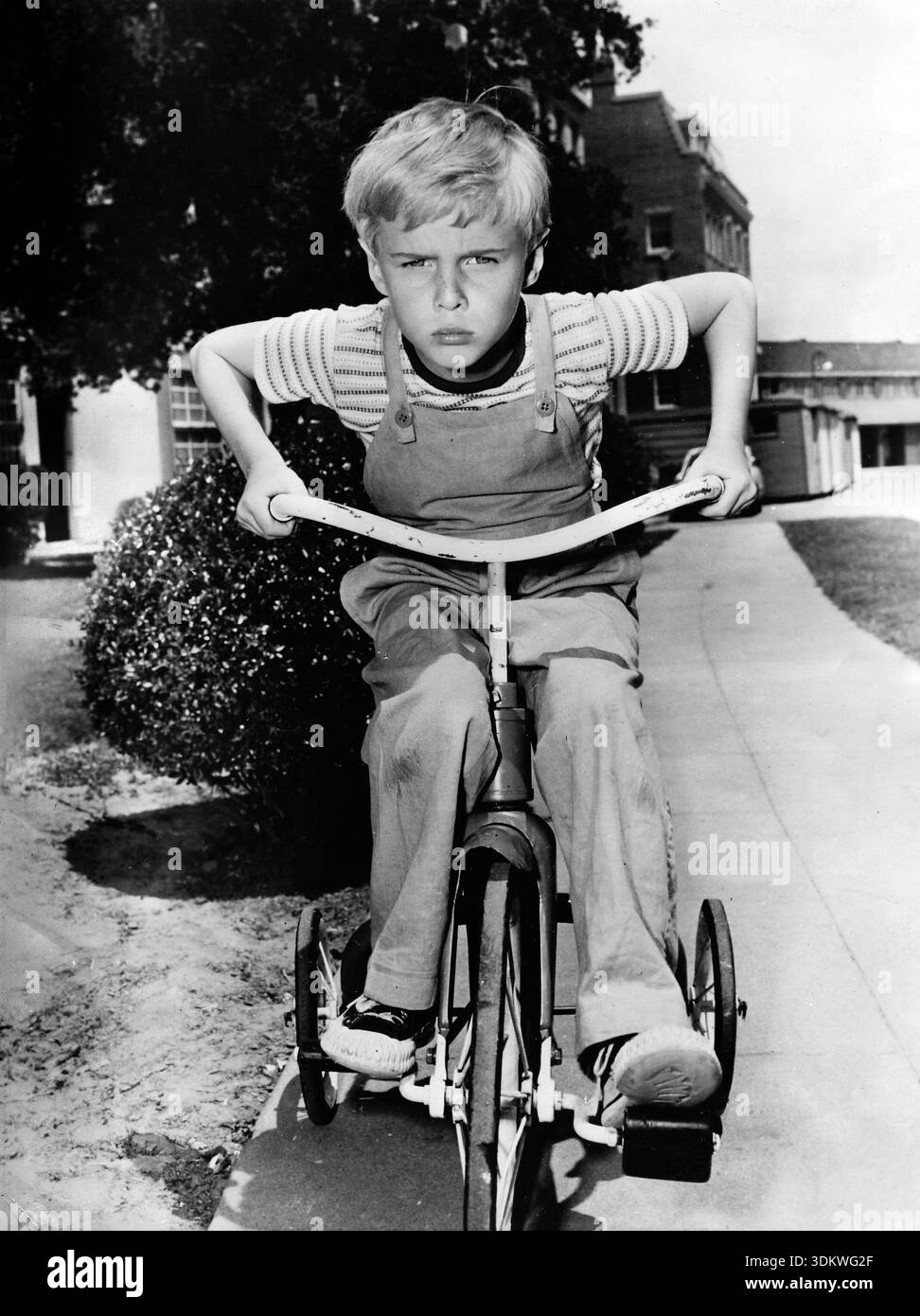 Dieses Werbefoto von 1959 zeigt den Kinderschauspieler Jay North, der für seine Rolle als Dennis Mitchell in der Fernsehserie Dennis the Menace bekannt ist. Er taucht mit einem entschlossenen, schelmischen Ausdruck auf, während er ein Dreirad auf einem Bürgersteig fährt. Das Bild fängt einen klassischen Moment jugendlicher Energie aus der Zeit ein. Stockfoto