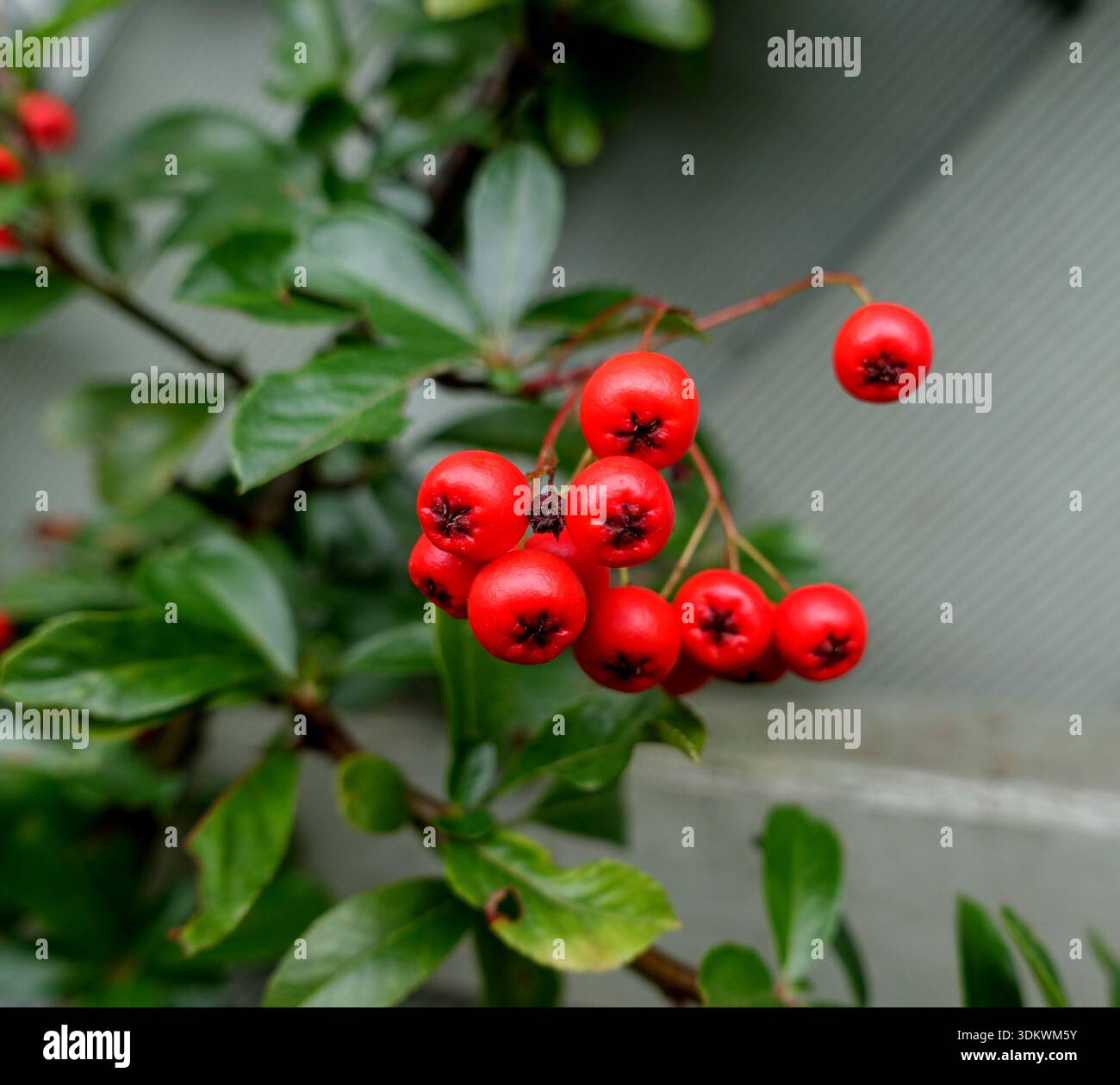 Ein Haufen von roten Pyracantha Coccinea „Red Column“ (Red Firethorn) Beeren, die in einem englischen Cottage Garden in Lancashire, England, Großbritannien, angebaut werden Stockfoto