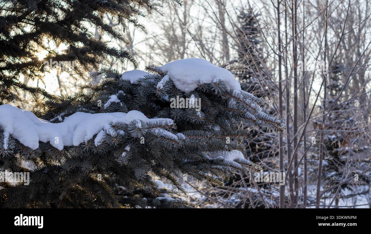 Schneebedeckter Kiefernzweig im Wintersonnenlicht mit Golden Hour Glow Stockfoto
