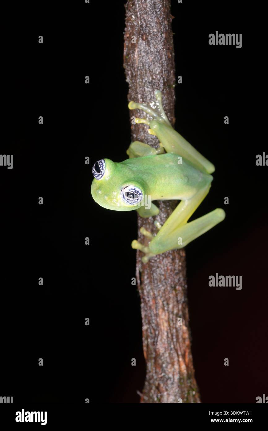 Geisterglasfrosch (Sachatamia ilex) Stockfoto