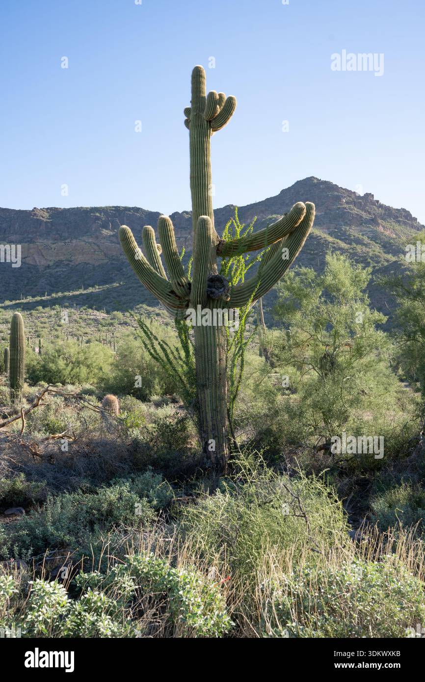 Der Saguaro (Carnegiea gigantea) ist eine baumähnliche Kaktusart der monotypischen Gattung Carnegiea, die bis zu 12 Meter (40 Fuß) hoch werden kann. It Stockfoto