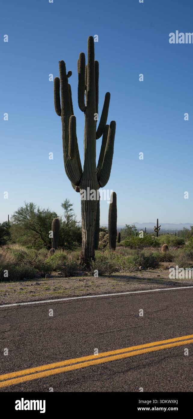 Der Saguaro (Carnegiea gigantea) ist eine baumähnliche Kaktusart der monotypischen Gattung Carnegiea, die bis zu 12 Meter (40 Fuß) hoch werden kann. It Stockfoto
