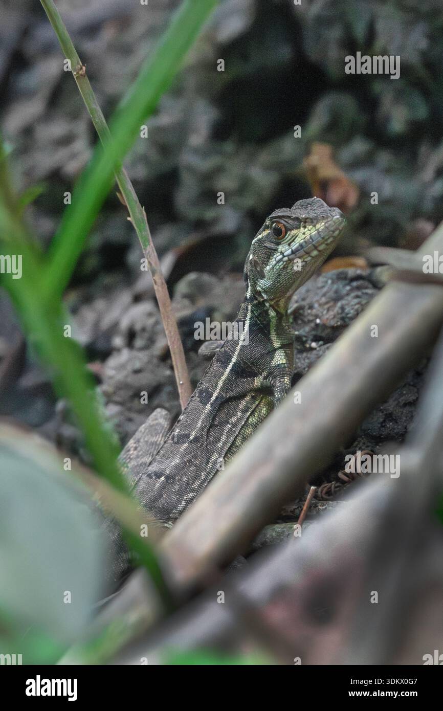 Basilisk (Basiliscus basiliscus) Stockfoto