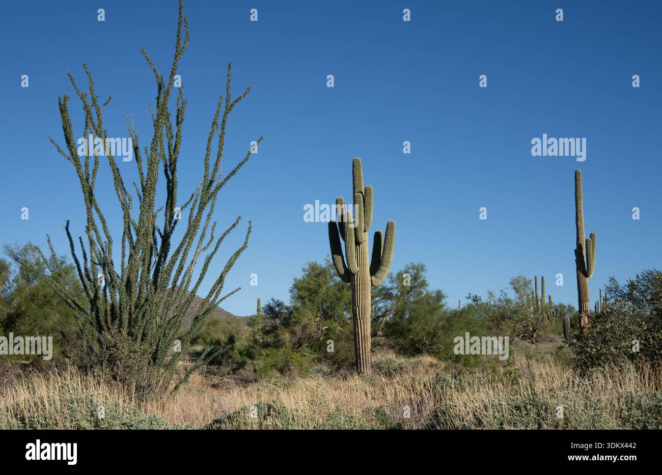 Der Saguaro (Carnegiea gigantea) ist eine baumähnliche Kaktusart der monotypischen Gattung Carnegiea, die bis zu 12 Meter (40 Fuß) hoch werden kann. It Stockfoto