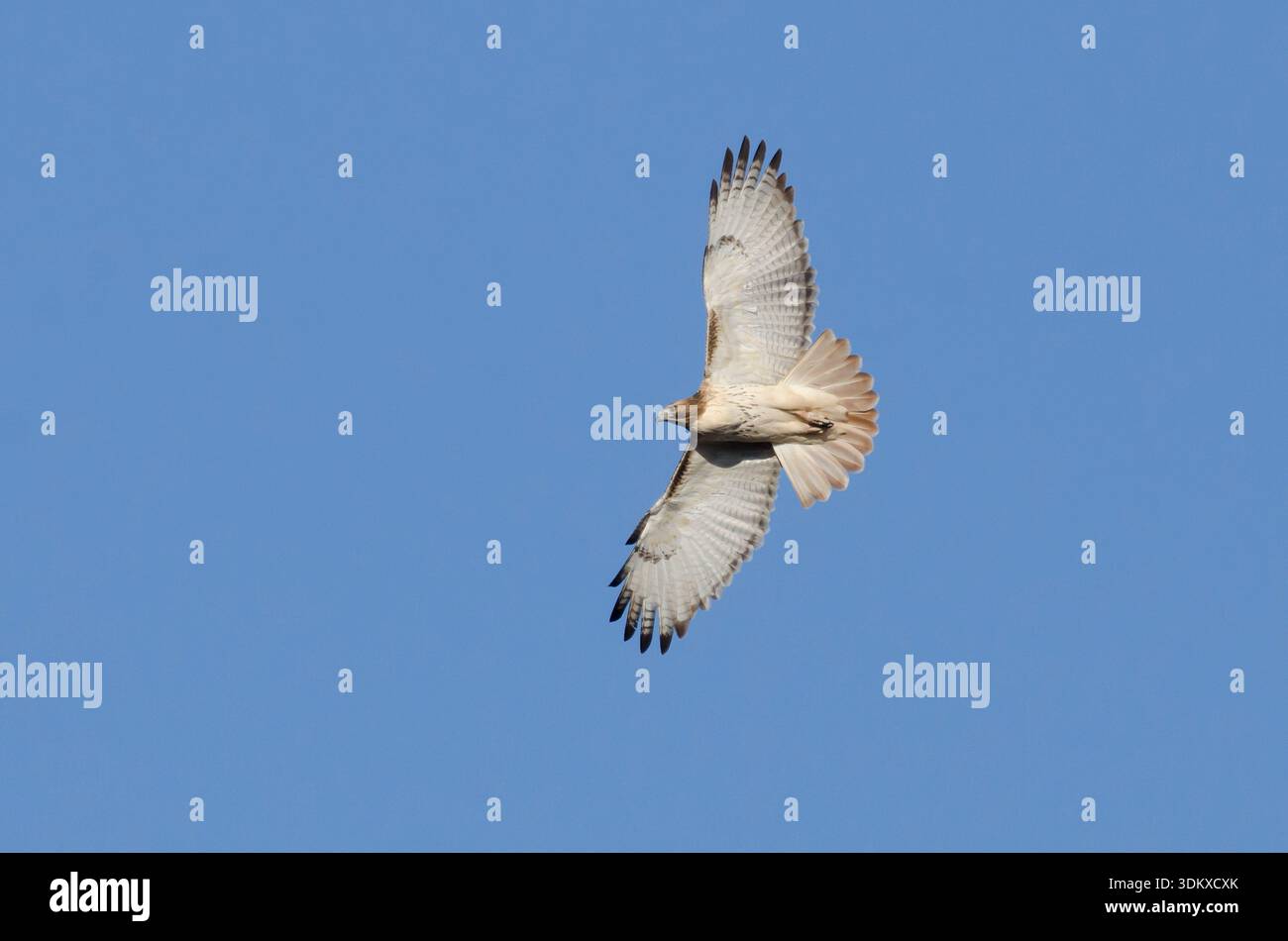 Rotschwanzfalke, Buteo jamaicensis, in der Höhe Stockfoto