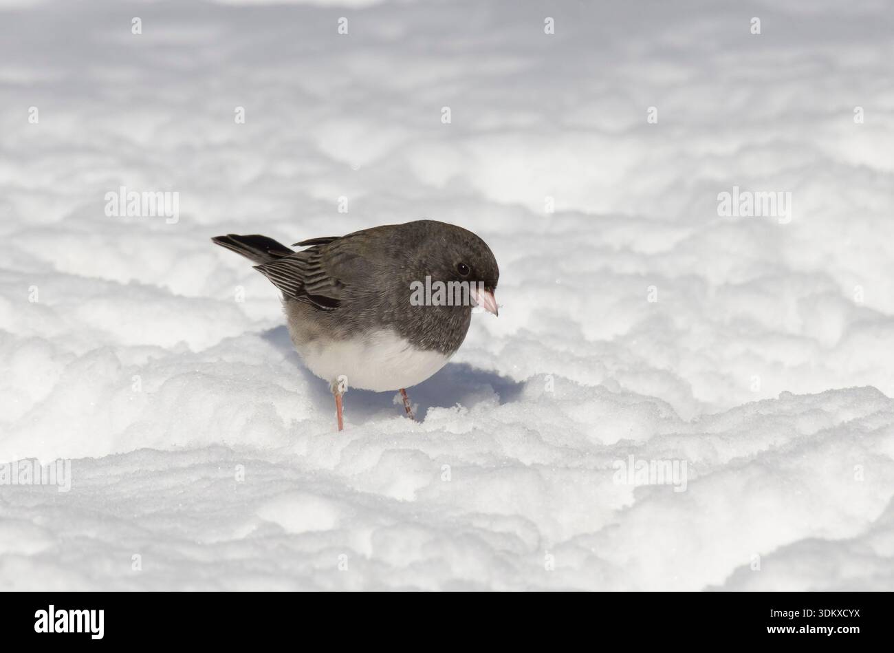 Dunkeläugige Junco, Junco hyemalis, im Winter auf Nahrungssuche Stockfoto