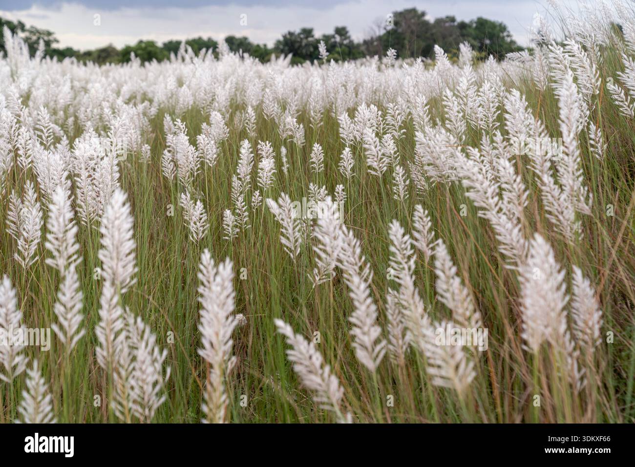 Weiche Federn von Kans-Gras schweben in der Herbstbrise, machen die Flussufer weiß und läuten die feierliche Ankunft der Saison ein. Stockfoto