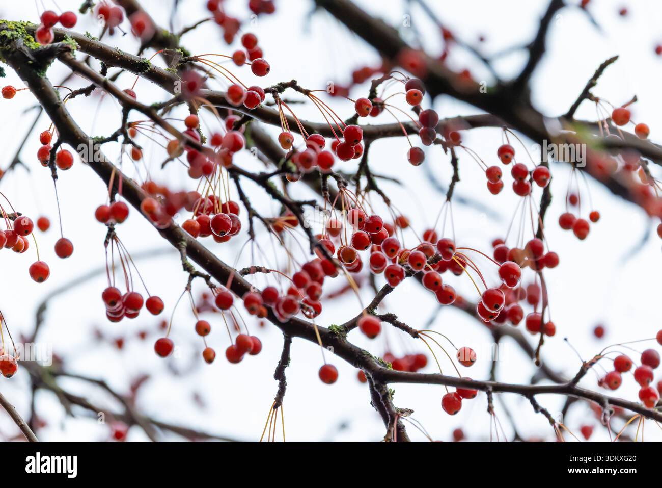 Rote Beeren von „Rowan“ oder „Mountain Ash“-Baum „Sorbus aucuparia“ hängen am Ast, nass von Regentropfen. Dublin, Irland Stockfoto