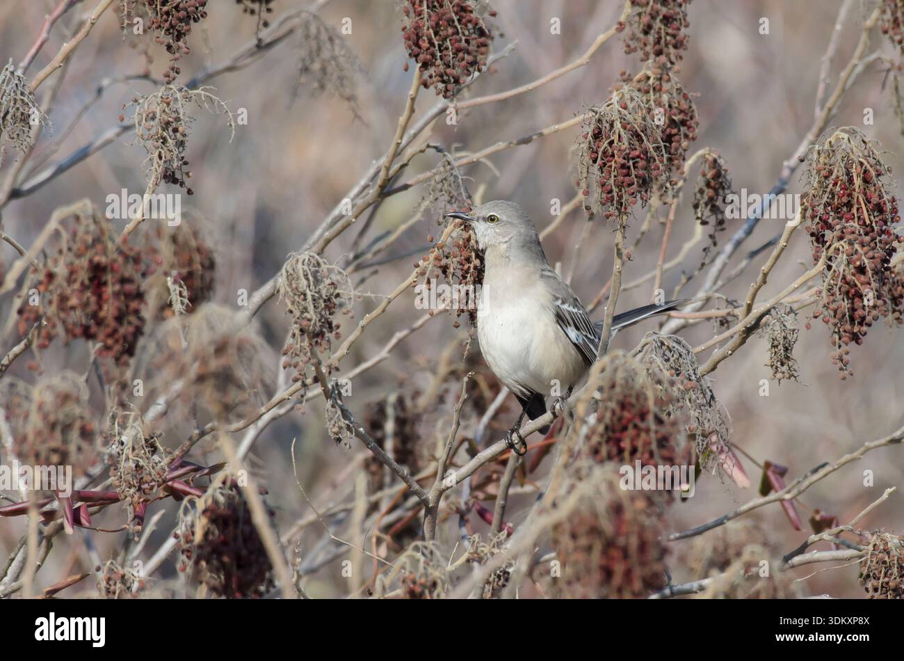 Nördliche Mockingbird, Mimus polyglottos, auf der Suche nach glattem Sumak, Rhus glabra, Früchten Stockfoto