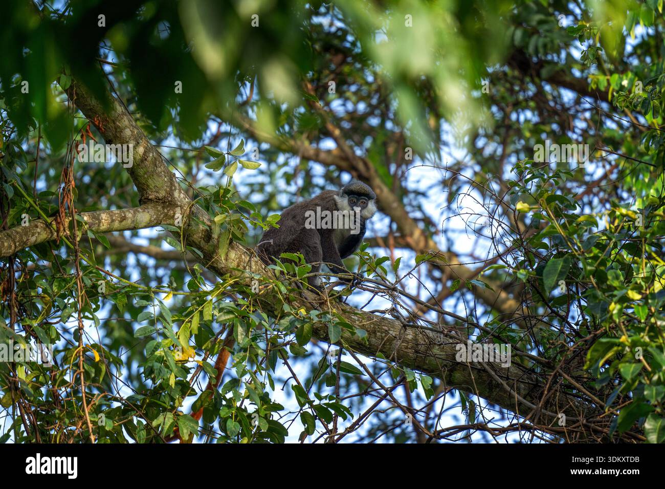 Ein neugieriger Rotschwanzaffe sitzt auf einem Ast. Ein seltener Cercopithecus ascanius in seinem heimischen Habitat. Ein kleiner grauer Affe mit weißer Nase und Wangen. Stockfoto