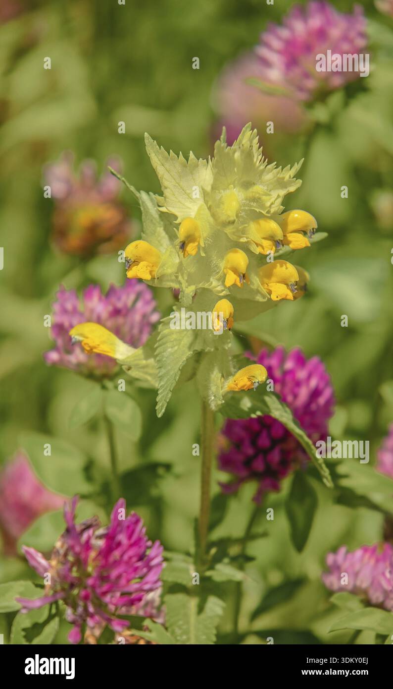 Blumenwiese mit großem Klappertopf 'Rhinanthus serotinus' und Rotklee 'Trifolium pratense' Stockfoto