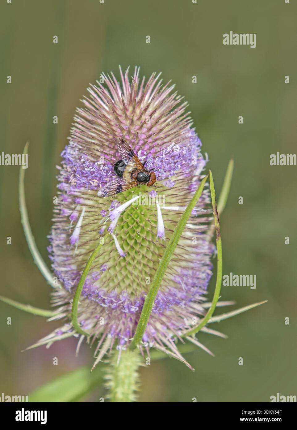 schwebelfliege „Volucella pellucens“ auf Wildcard „Dipsacus fullonium“ Stockfoto