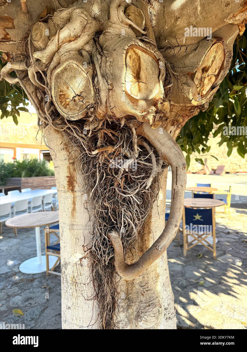 Komplizierte Details des Strangler Feigenbaums , Arten der Gattung Ficus mit freiliegenden Wurzeln, die die natürlichen Texturen und Formen betonen - Smartphone-aufgenommenes Stockfoto