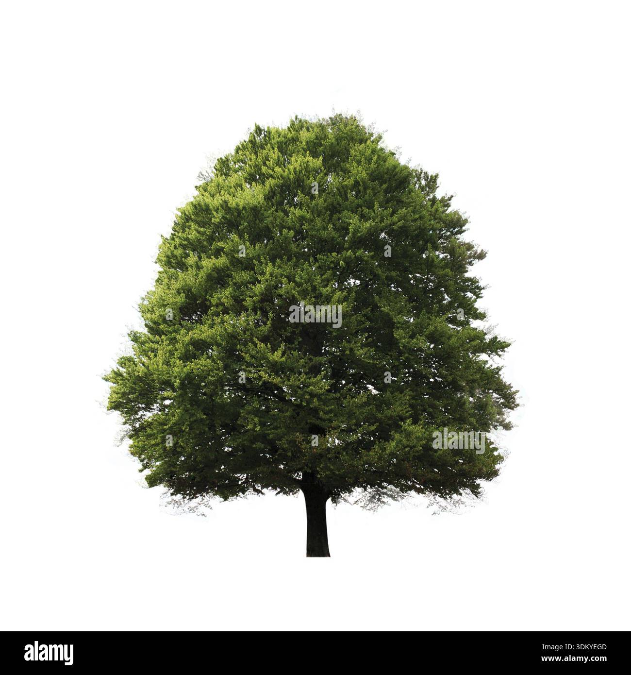 Grüner Baum isoliert auf weißem Hintergrund Stockfoto